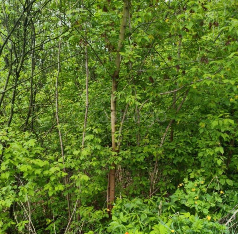 Земельный участок, 18.6 сотки Шатура - изображение 3