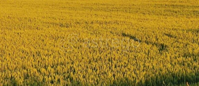 Земля с/х назначения, 1200000 га Москва - изображение 2