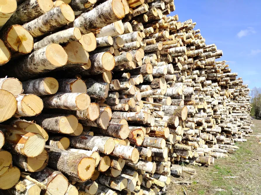 Береза. Ель. Сосна. Ростов - изображение 2