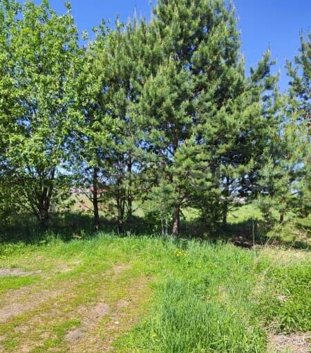 Земля с/х назначения, 9 соток Сосновоборск - изображение 1