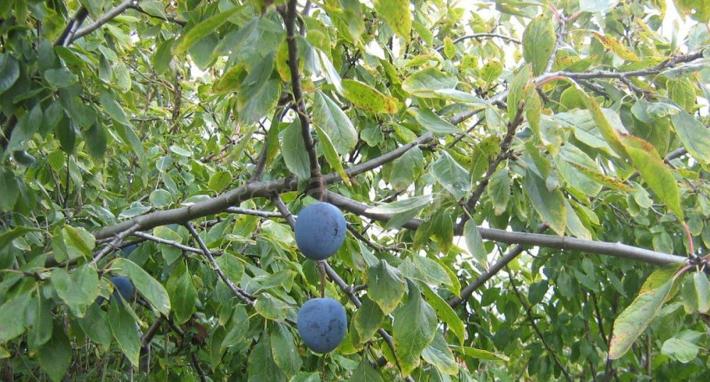 Земельный участок, 4.55 сотки Уфа - изображение 5