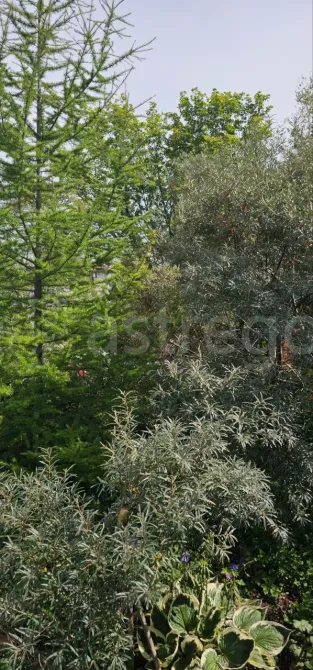 Продам участок, Садовый 10 соток Южно-Сахалинск - изображение 5