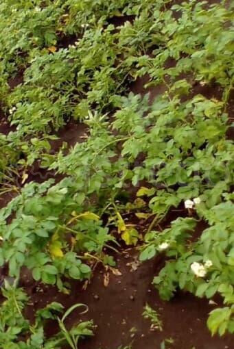 Дача, 22 м2, 11 соток Березовка - изображение 2