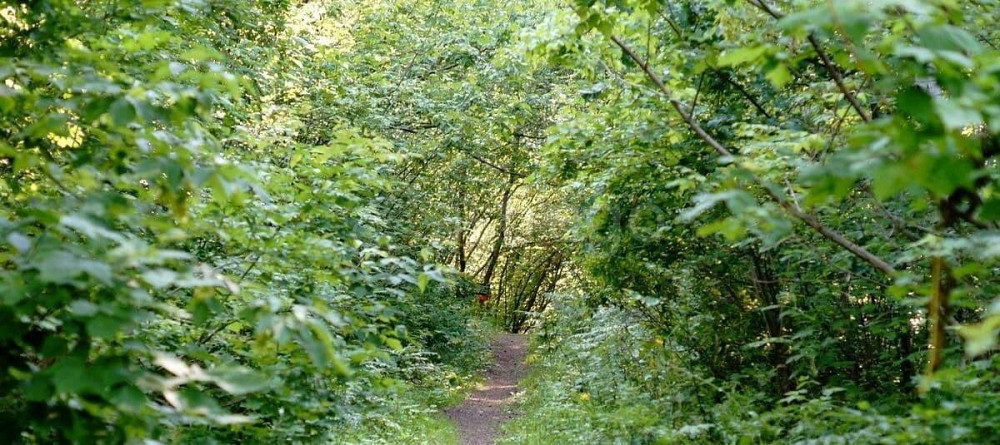 Коммерческий участок, 73 га Белокуриха - изображение 5