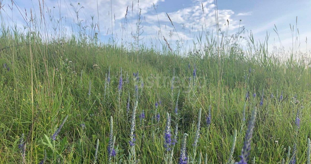 Земельный участок, 20.7 сотки Березовка - изображение 6