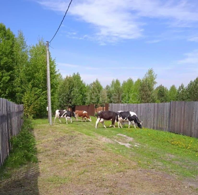 Земельный участок, 11 соток Березовка - изображение 3