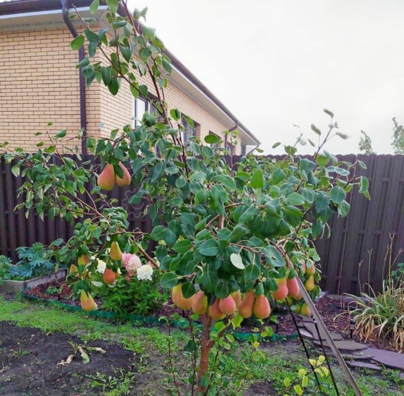 Коттедж, 350 м2, 16 соток, 3 эт. Емельяново - изображение 5