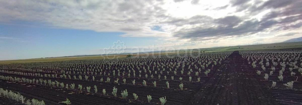 Коммерческий участок, 60 га Белокуриха - изображение 4