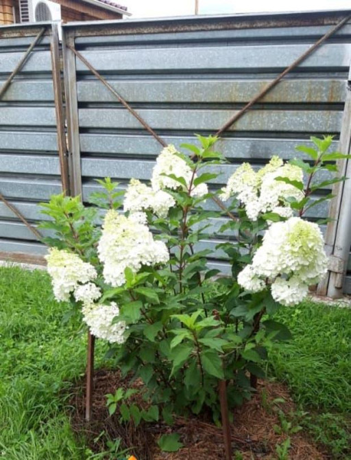 Коттедж, 220 м2, 12 соток, 3 эт. Белогорск - изображение 2