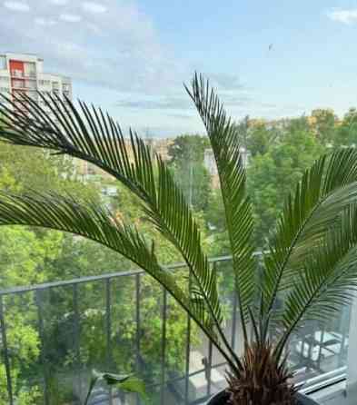 1-комн. квартира, 31.6 м2, 5/5 эт. Санкт-Петербург