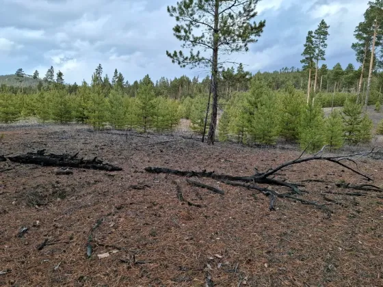 Продам участок, Садовый 16 соток Улан-Удэ