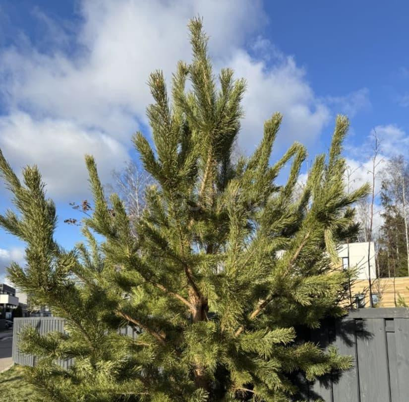 Коттедж, 312 м2, 11 соток, 2 эт. Химки - изображение 6