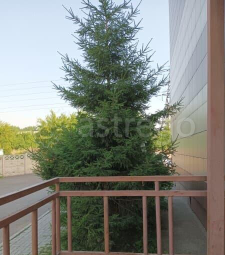 Студия, 22 м2, 3/5 эт. Красноярск - изображение 2