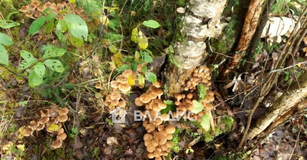 Дом, 50 м2, 15 соток, 2 эт. Москва - изображение 6