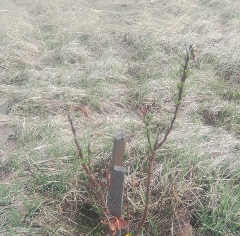 Земельный участок, 8 соток Сосновоборск - изображение 3