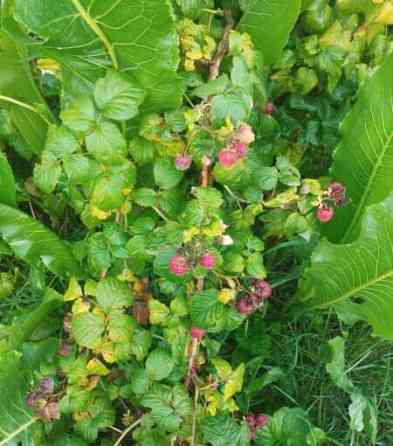 Дача, 16.2 м2 Дмитров