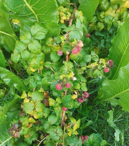 Дача, 16.2 м2 Дмитров - изображение 1