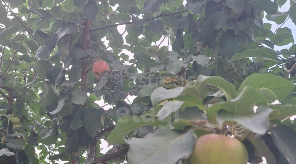 Дом, 500 м2, 5.8 сотки, 3 эт. Благовещенск - изображение 3