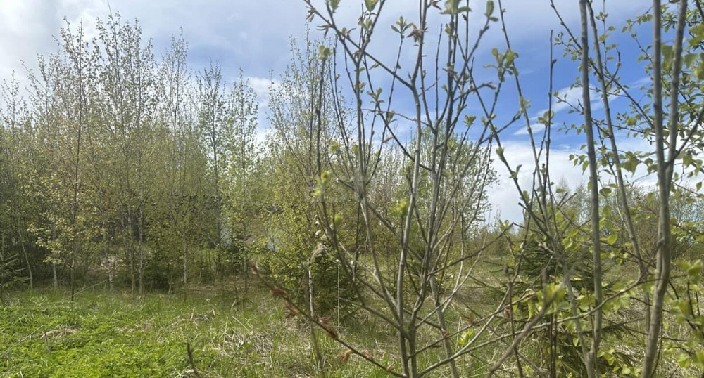 Земельный участок, 9 соток Истра - изображение 4