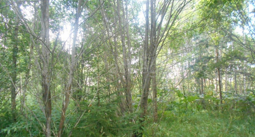 Земельный участок, 14.31 сотки Шаховская - изображение 1