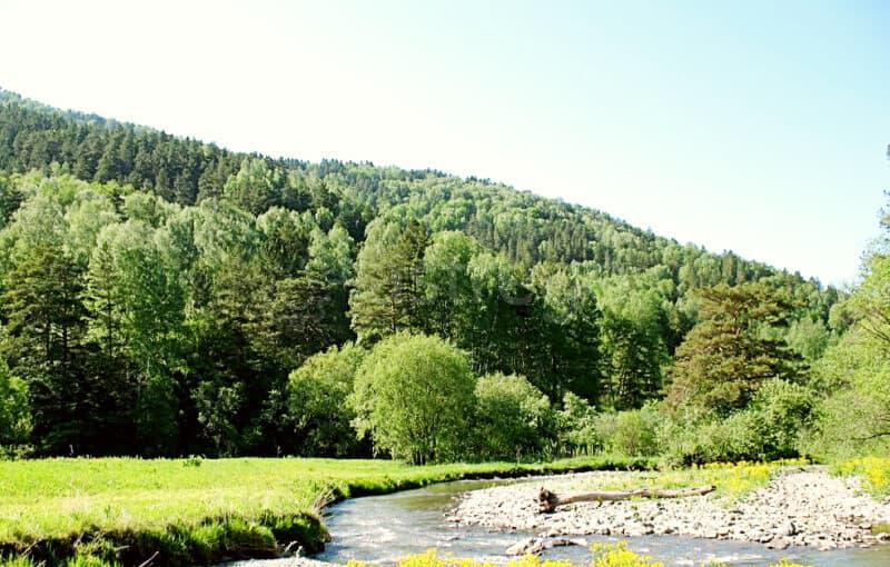 Земельный участок, 9 га Алтайское - изображение 3