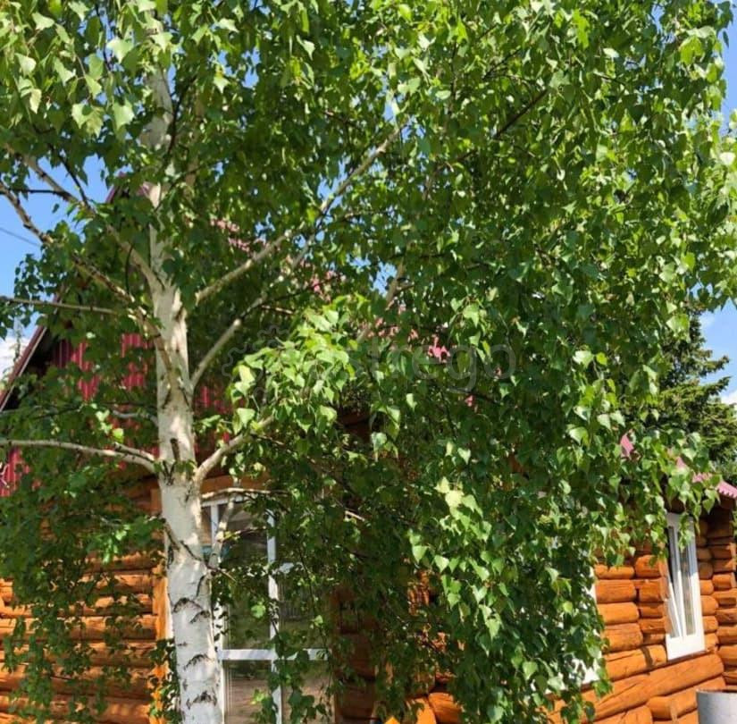 Дом, 48 м2, 7 соток, 1 эт. Емельяново - изображение 6