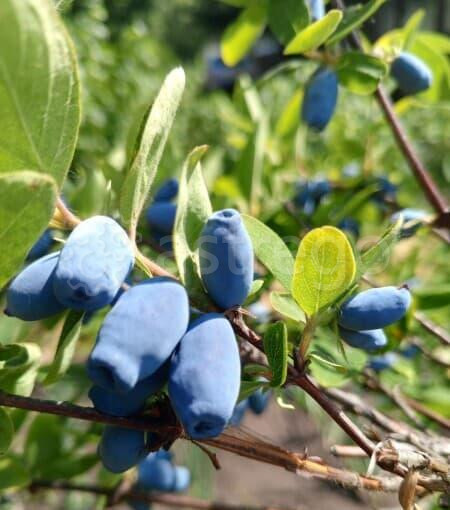 Дача, 28 м2 Уфа - изображение 10