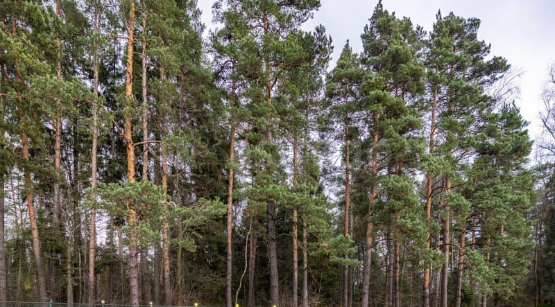 Дом, 850 м2 Щёлково - изображение 4