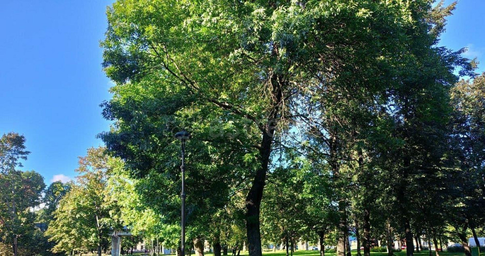 Комната, 25.3 м2, 4/5 эт. Санкт-Петербург - изображение 1