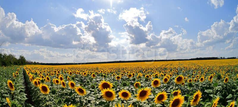 Земля с/х назначения, 1200000 га Москва - изображение 1