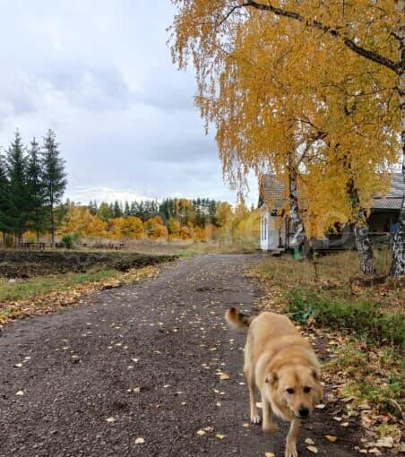 Земля с/х назначения, 12.38 га Кармаскалы - изображение 1