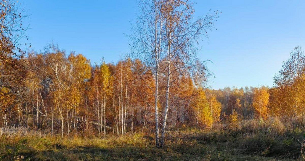 Земельный участок, 9.2 сотки Емельяново - изображение 3