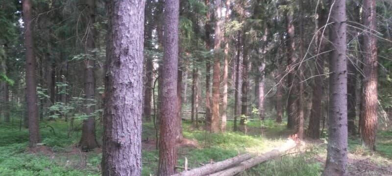 Земля под ИЖС, 9 соток Павловский Посад - изображение 9