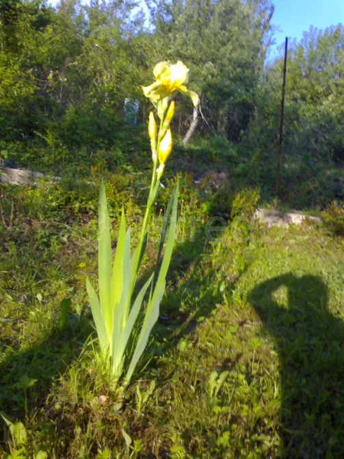 Продам дачу, 50 м2, Садовый участок 8 сот. Сочи - изображение 3