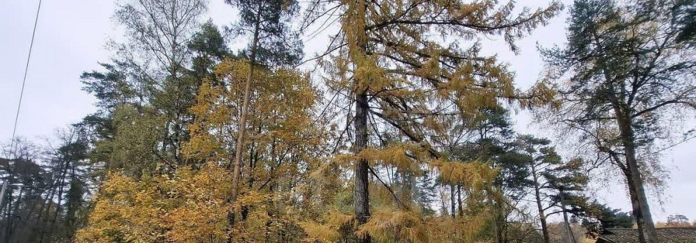 Земельный участок, 16.76 сотки Королев - изображение 3