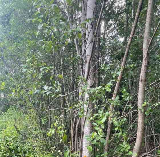 Земельный участок, 22.43 сотки Павловский Посад