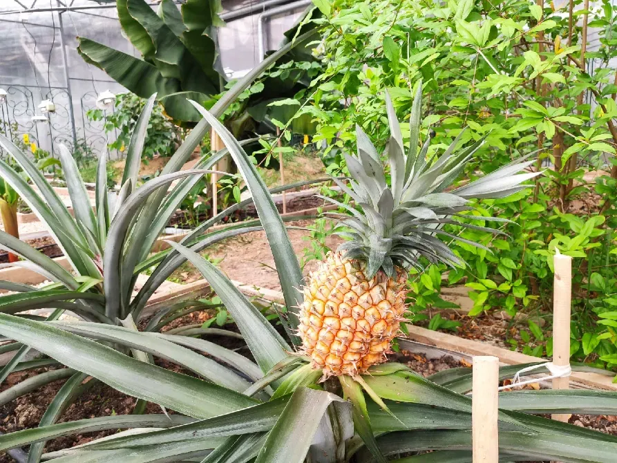 Продаётся Действующая Прибыльная Экоферма и Питомник Растений Тула - изображение 6