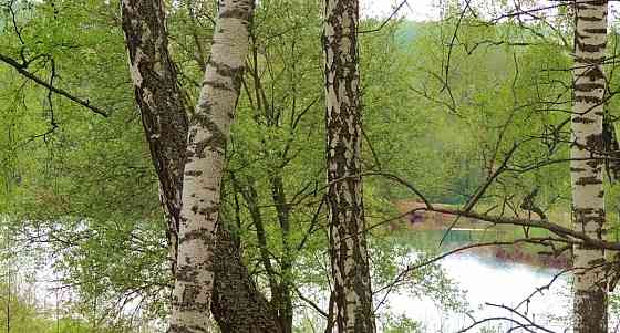 Земельный участок, 9 соток Павловский Посад