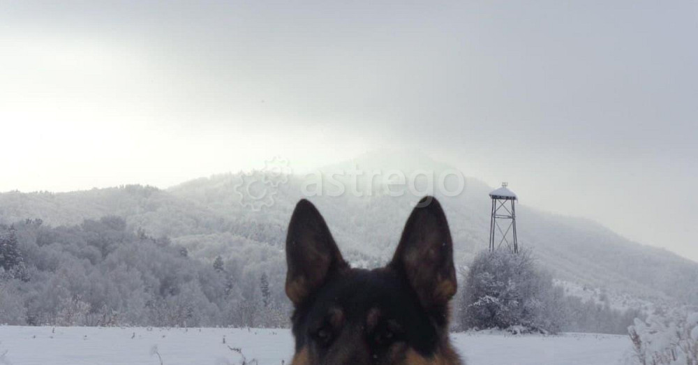 Коммерческий участок, 10 га Белокуриха - изображение 3
