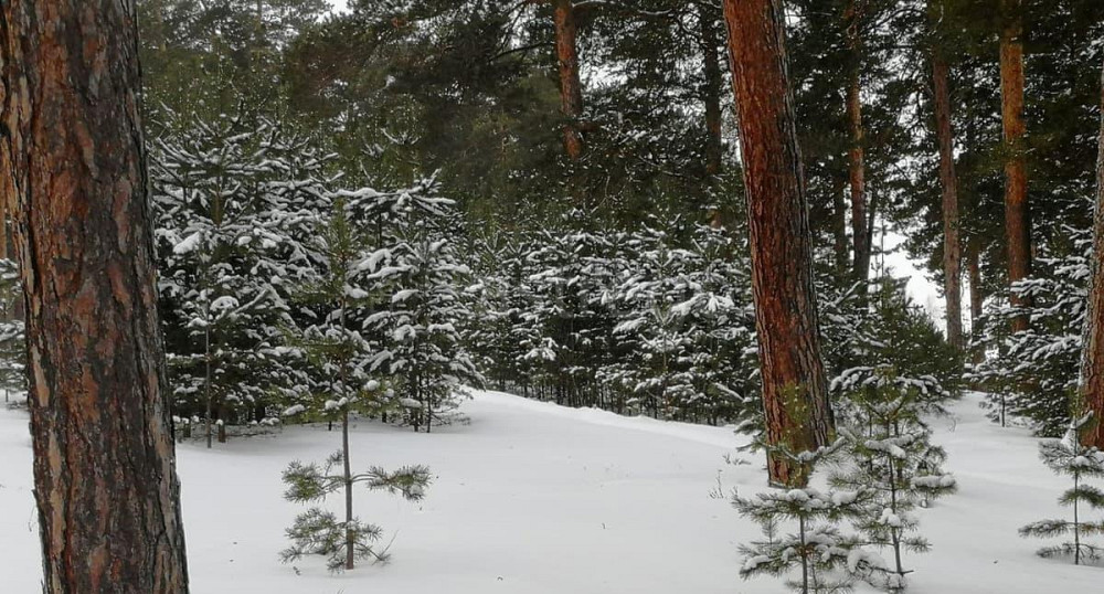 Коммерческий участок, 39 соток Барнаул - изображение 6