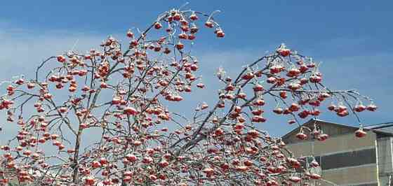 4-комн. квартира, 74.6 м2, 5/5 эт. Зея