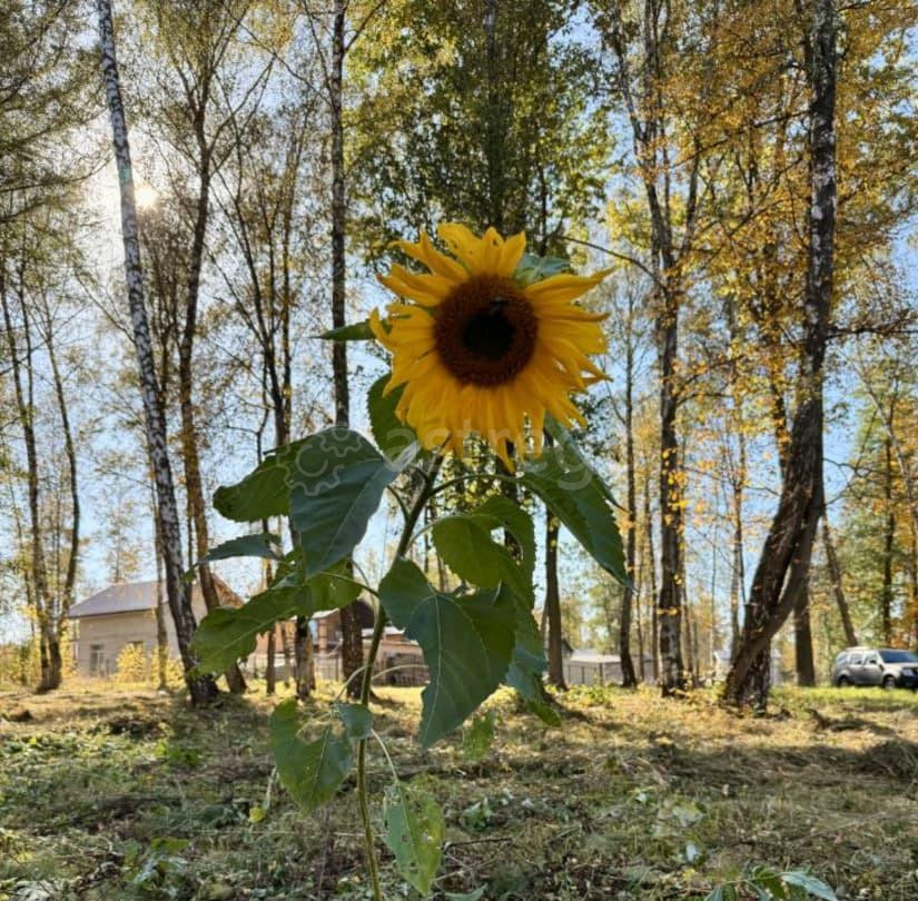 Земельный участок, 9.8 сотки Домодедово - изображение 2