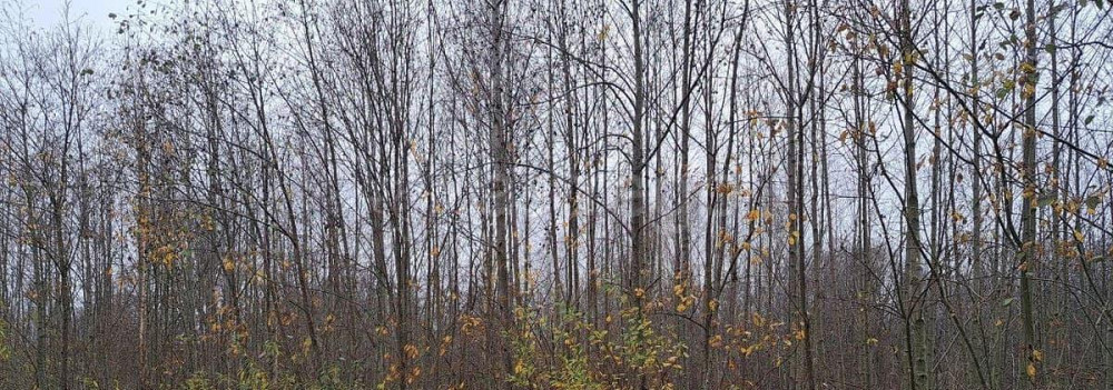 Коммерческий участок, 30 соток Дубна - изображение 1