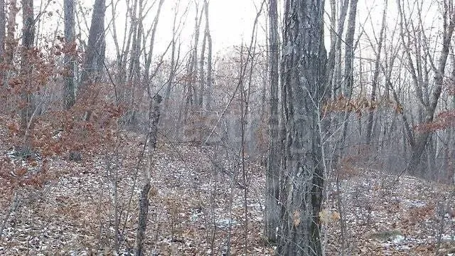 Продам участок, ИЖС 1300 соток Владивосток - изображение 7