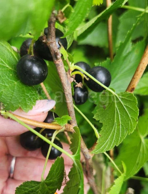 4-комн. квартира, 96 м2, 1/2 эт. Тында - изображение 3