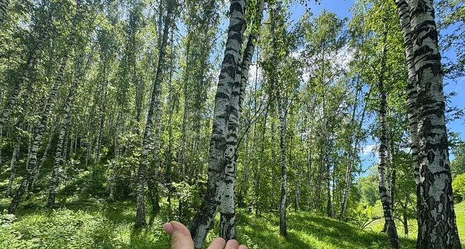 Земельный участок, 22 сотки Алтайское - изображение 1