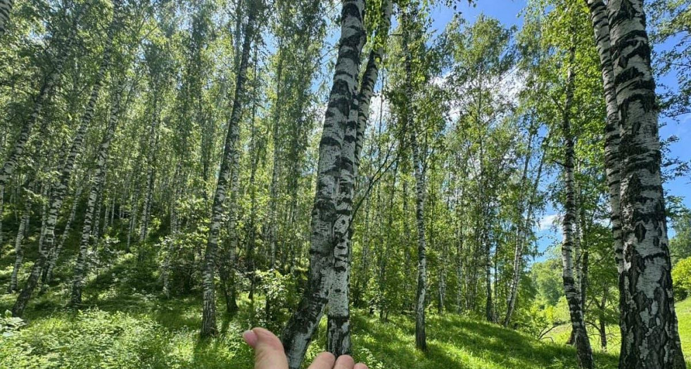 Земельный участок, 22 сотки Алтайское - изображение 1