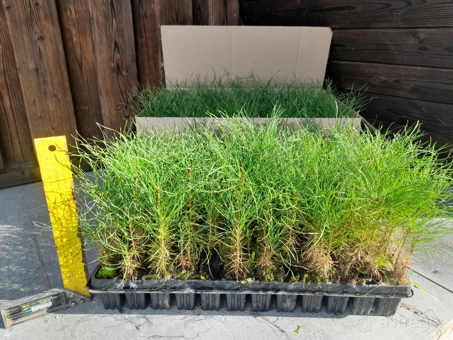 Посадочный Материал, Ель, Сосна, ЗКС, ОКС Нижний Новгород - изображение 1