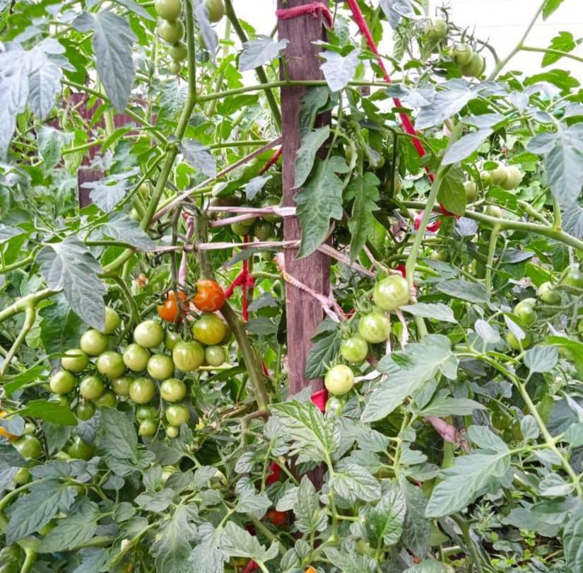 Дом, 50 м2, 4 сотки Уфа - изображение 4