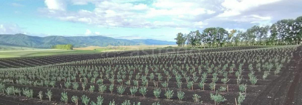 Коммерческий участок, 60 га Белокуриха - изображение 1